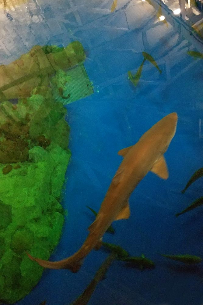 SeaWorld Shark in tank