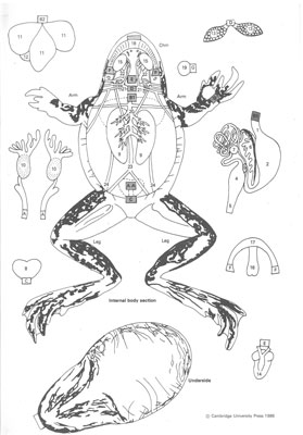 8/31 Doc Dissections at The Health Museum: Frog