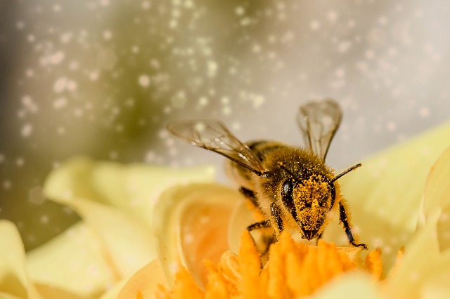 10 | Meet a Beekeeper at Pearl Fincher MFAH
