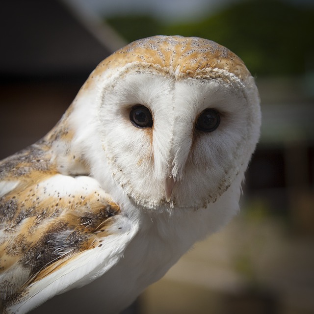 04 | Owl Prowls with Houston Audubon (South Houston)