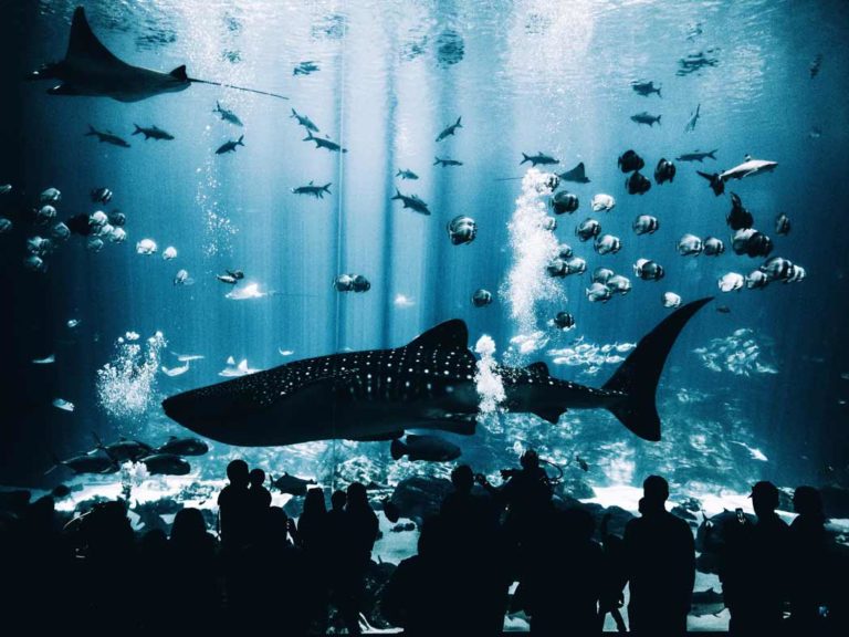 Aquarium Shark