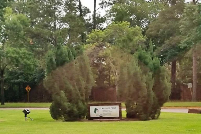 Flag Tree Park: The Most Literally Named Park in Houston (and it’s neighbor Carol Tree Park)