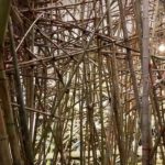 MFAH Big Bambu