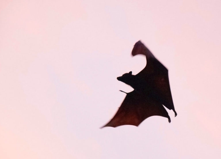28 | Bat Chat at Kickerillo-Mischer Preserve