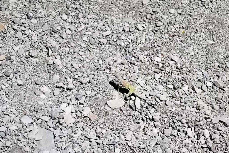 Lower Burro Mesa Pour Off Greater Earless Lizard