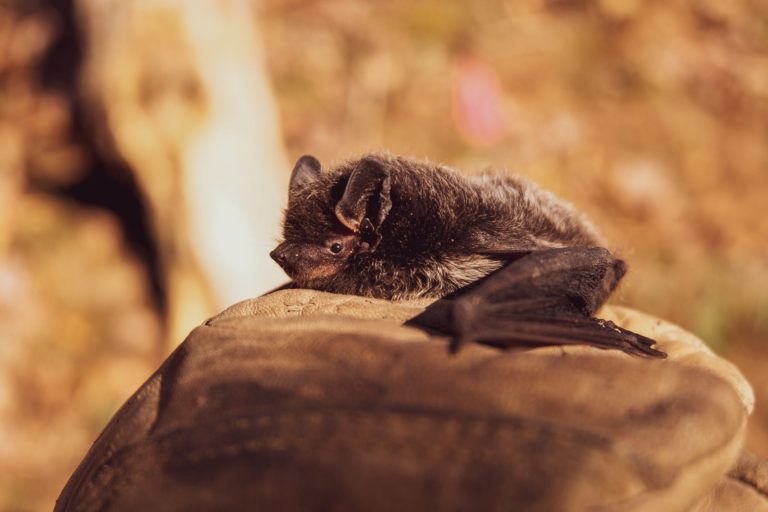 12 | Bat Chat at Champion Forest Park