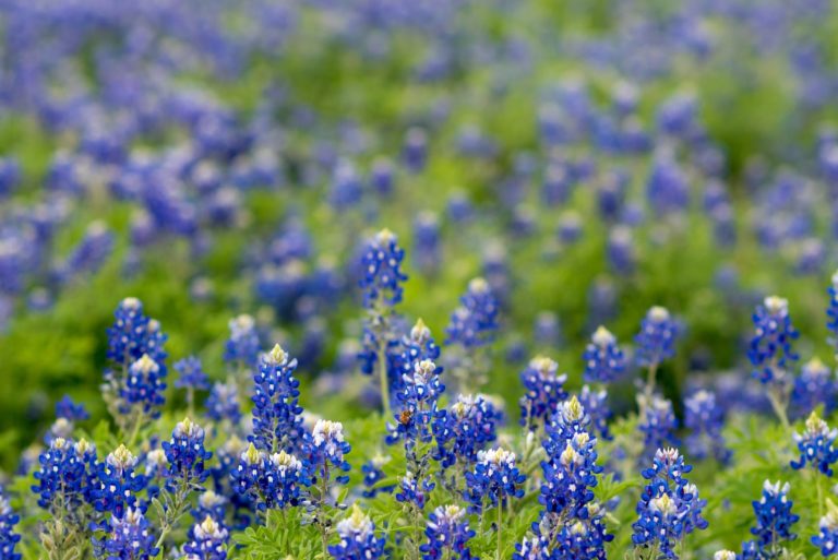 field of texas bluebonnet