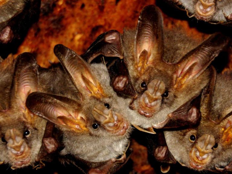 24 | Lil’ Naturalist – Bats at Dennis Johnston Park