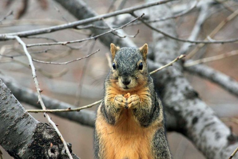 critter's christmas photo of squirrell out in winter weather