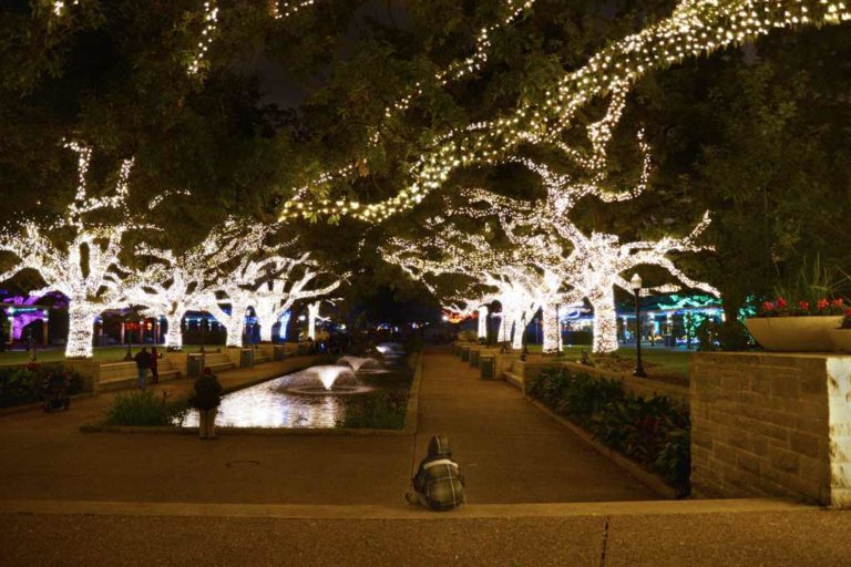 Little boy sitting in front of a reflecting pool looking at oak trees strung with white lights at the Houston Zoo