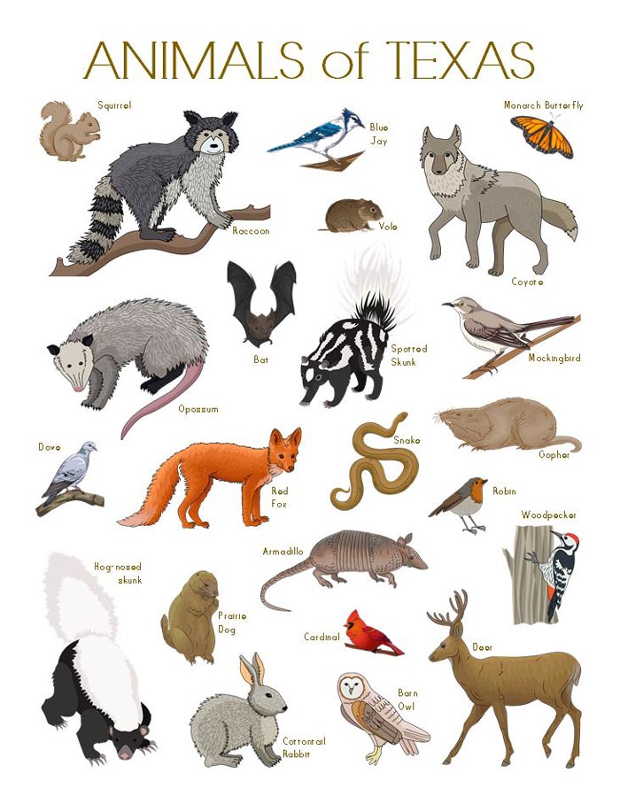 A printable of many common Animals of Texas