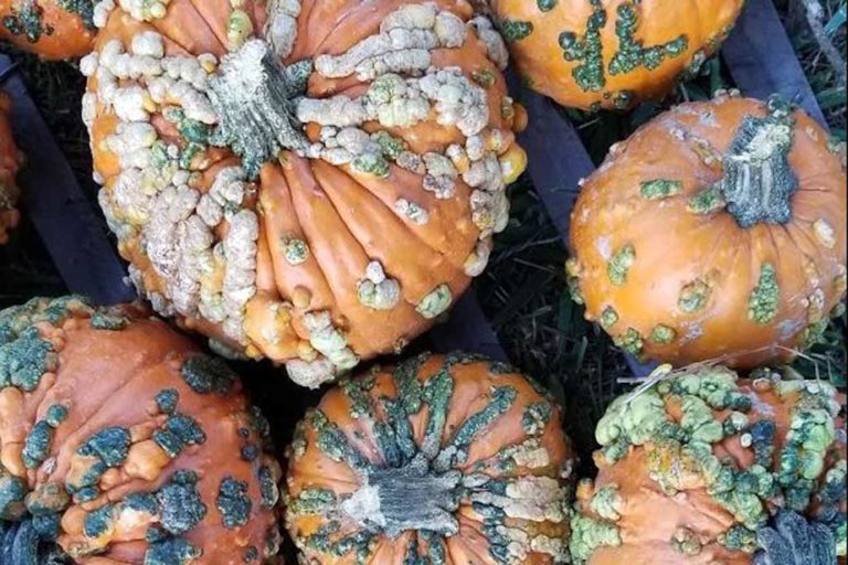Sept-Oct | Aggie Habitat Pumpkin Patch