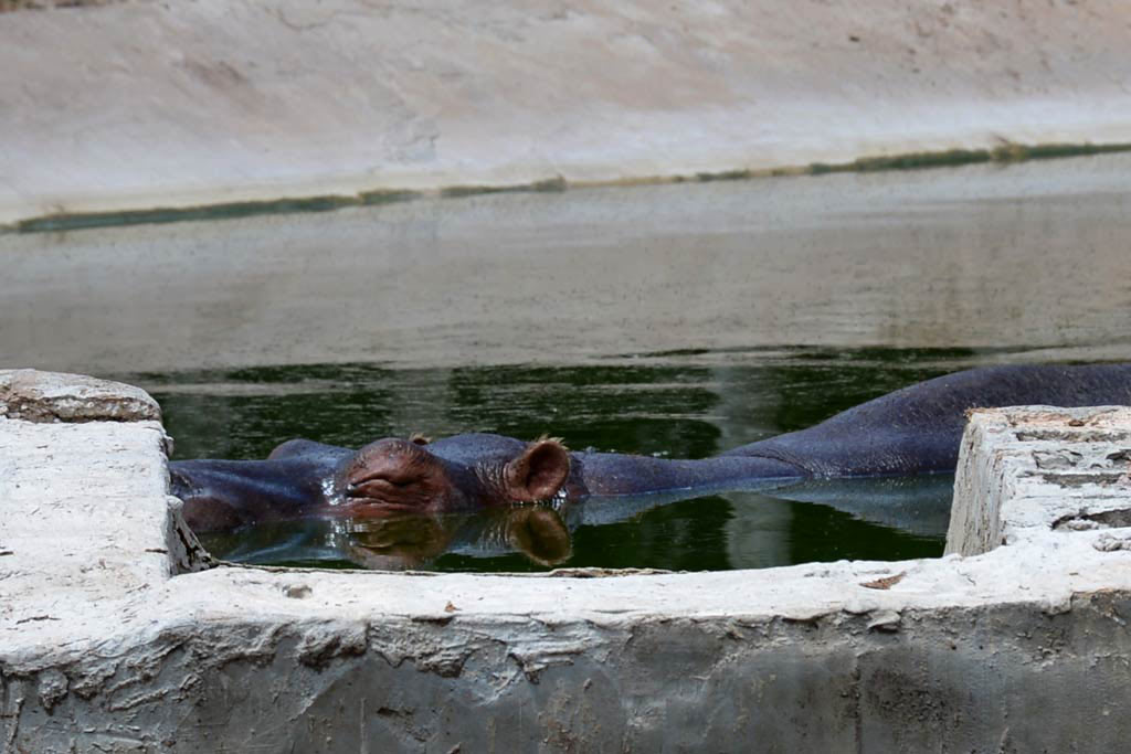 Ultimate Texas Hill Country Roadtrip with Kids | Tank the Hippo at the Capitol of Texas Zoo

#hippo #hillcountry #texas #roadtrip