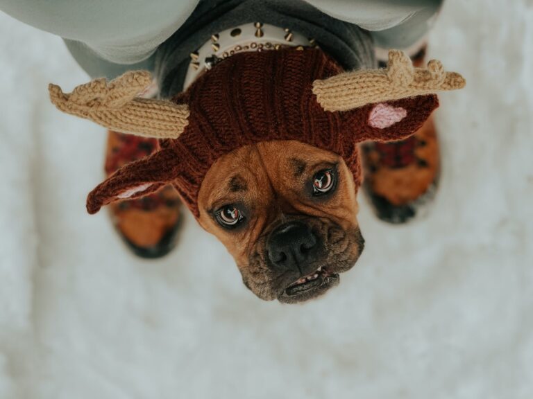 a boxer dog wearing a costume