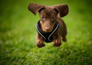 10 | Weiner Dog Races at Sam Houston Race Park