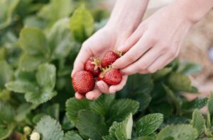 Strawberry Festival at Froberg Farms