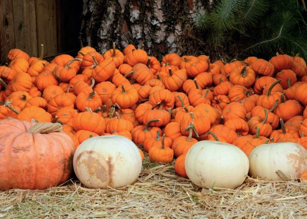 15-31 | Pumpkin Patch at Shepherd of the Heart (Location) | Greater