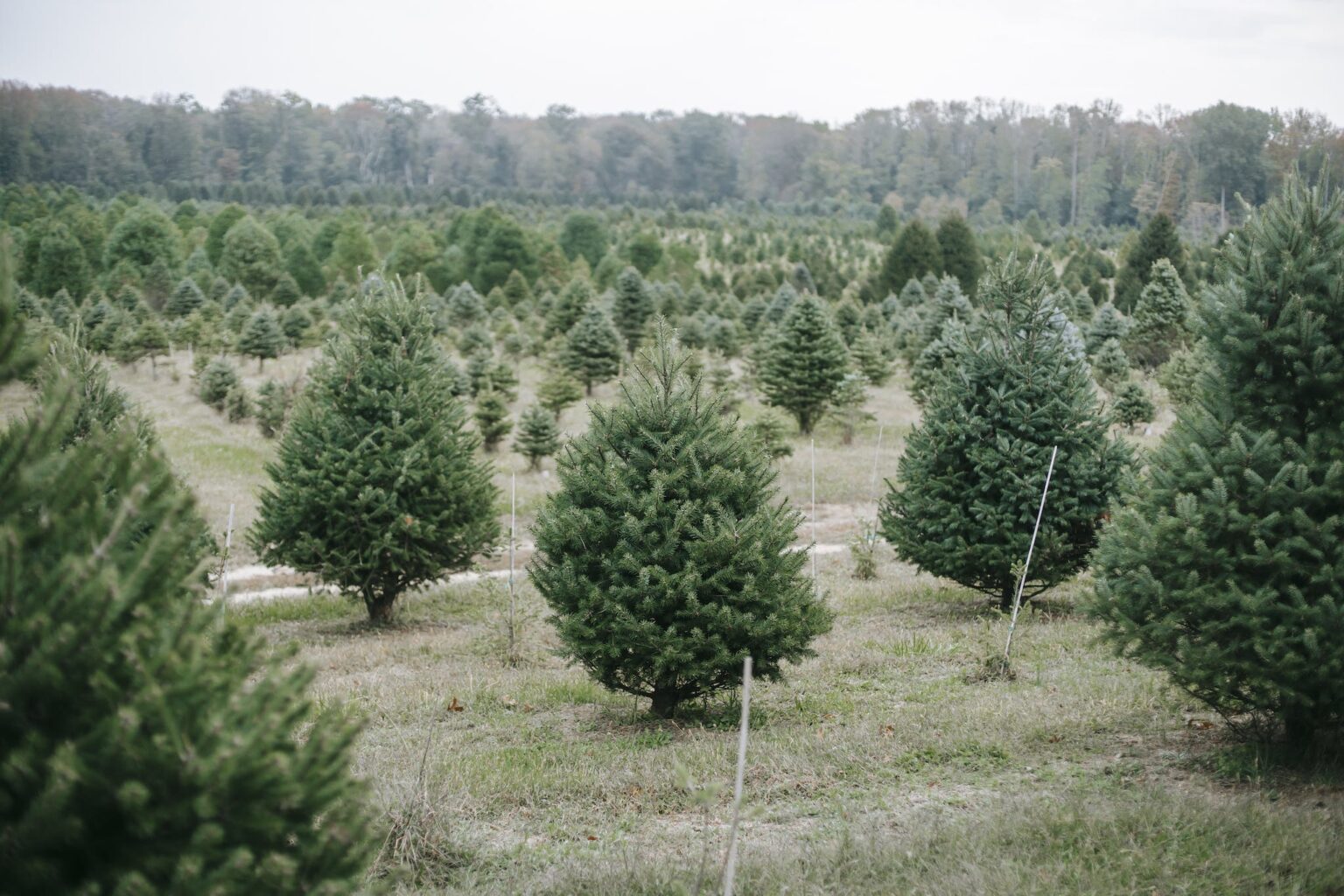 Best Christmas Tree Farms Near Houston Greater Houston Moms