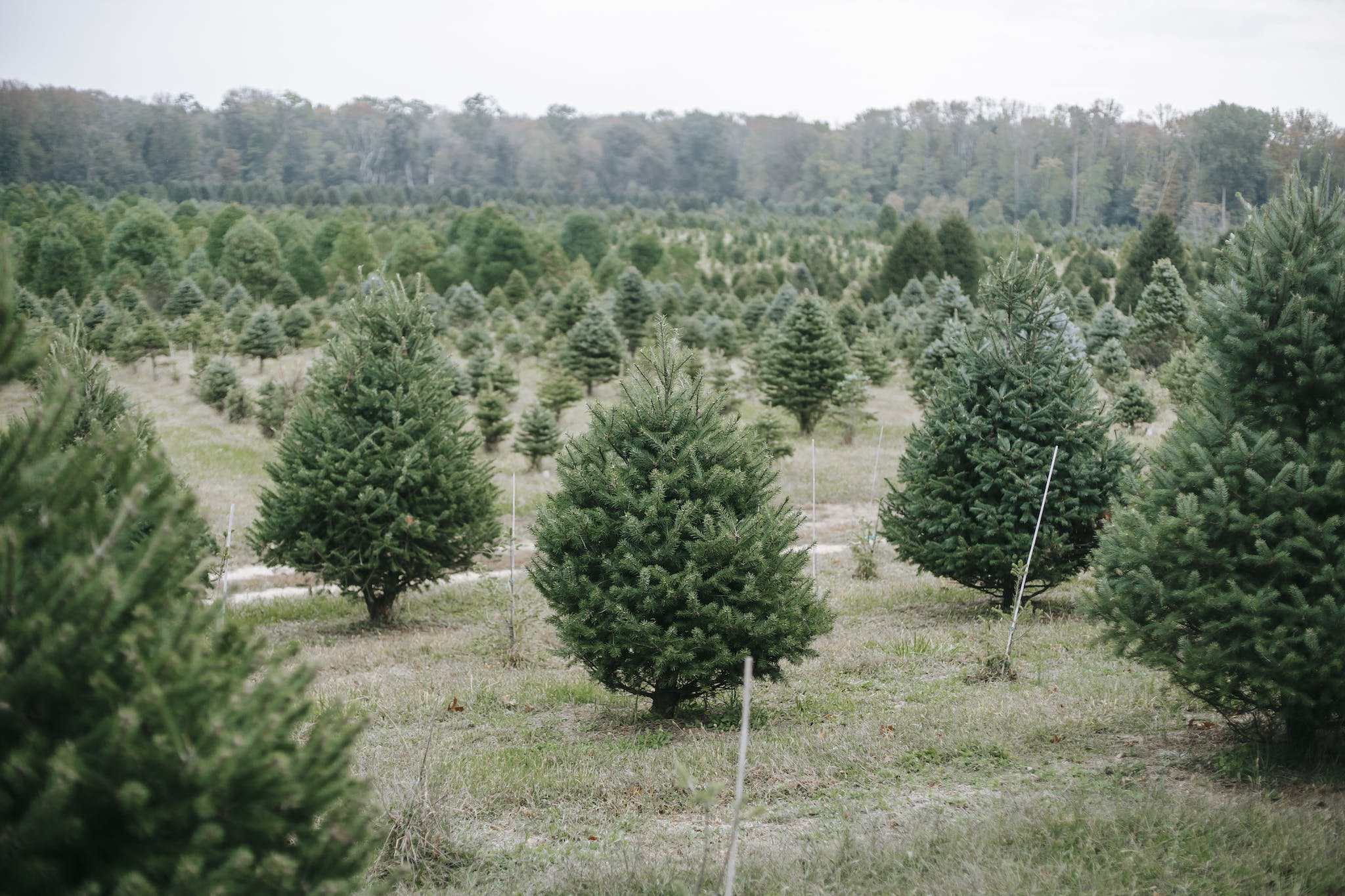 Tree farm with growing pine spruce and fir trees cultivating for Christmas holidays