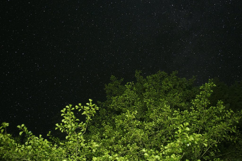 28 | Night Hike at Kickerillo-Mischer Preserve