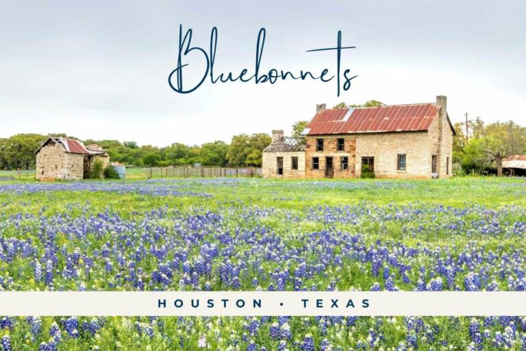 Houston’s Hidden Gems: Where to Capture Stunning Photos in the Bluebonnets