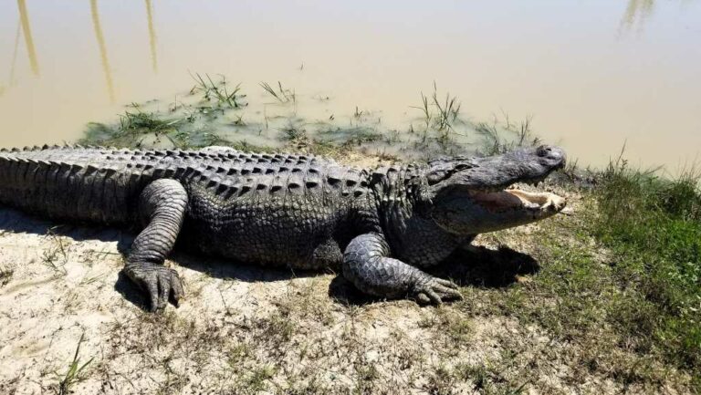 7/01 Crocodile Encounter! at Lone Star College-Tomball Community Library