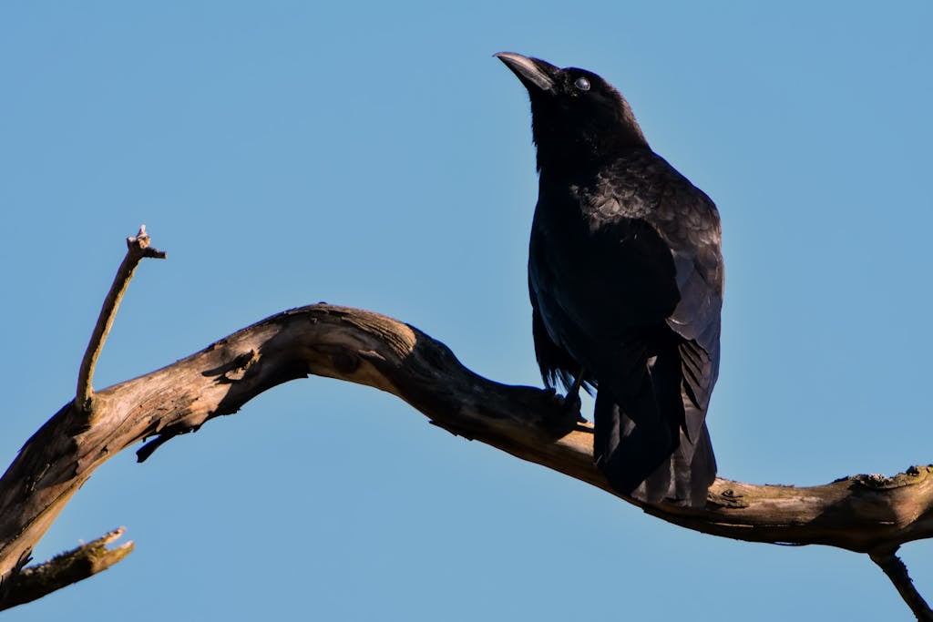 11 | A Closer Look at Nature: Cleverness of Crows