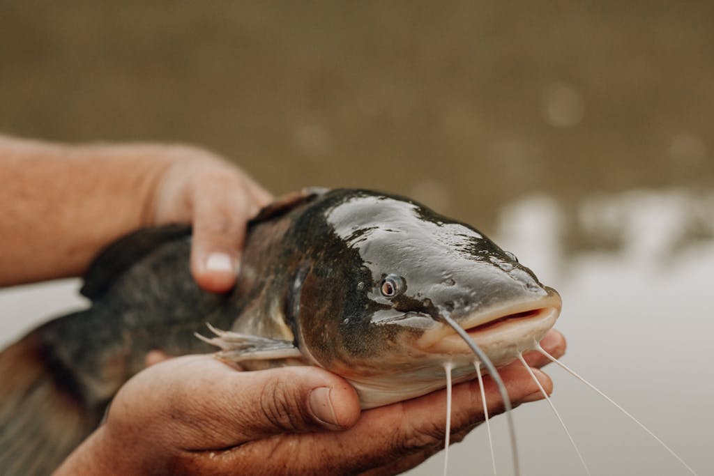 Close-up of a Person Holding a Catfish