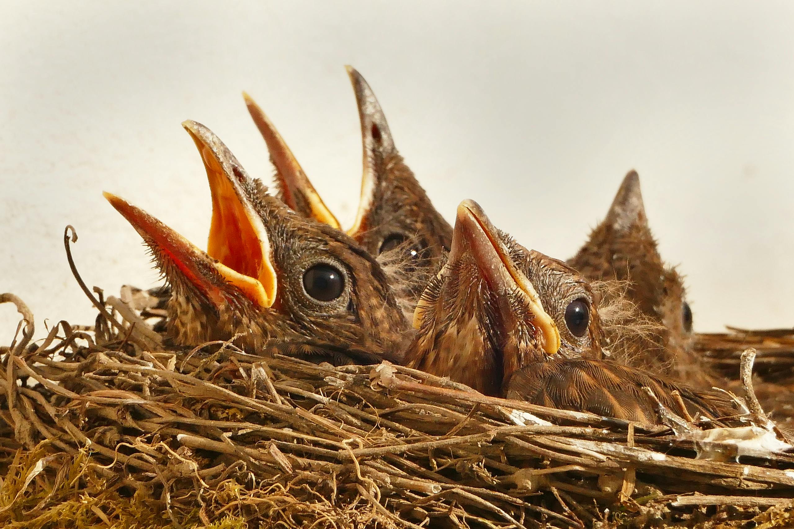 Four Brown Birds