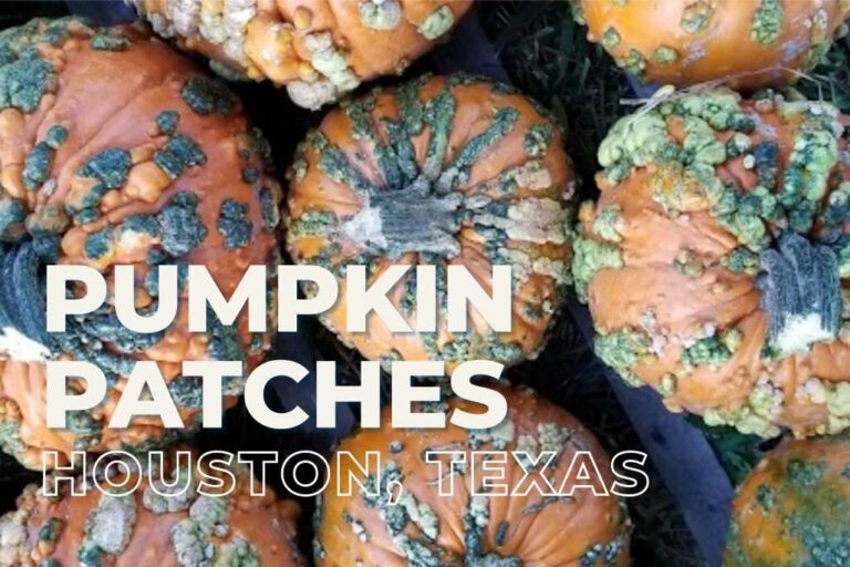 Pumpkin Patch Perfection: Your Guide to Houston’s Best Patches and Photo Ops!