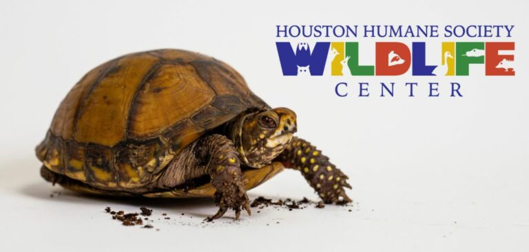 Houston Humane Society – Wildlife Education Workshop at City Place (The Woodlands)